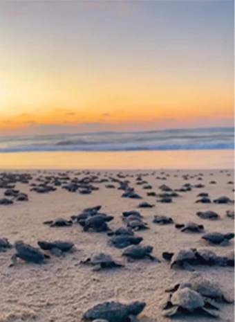 Xala's Turtle Sanctuary: Preserving Pacific Coast Wonders